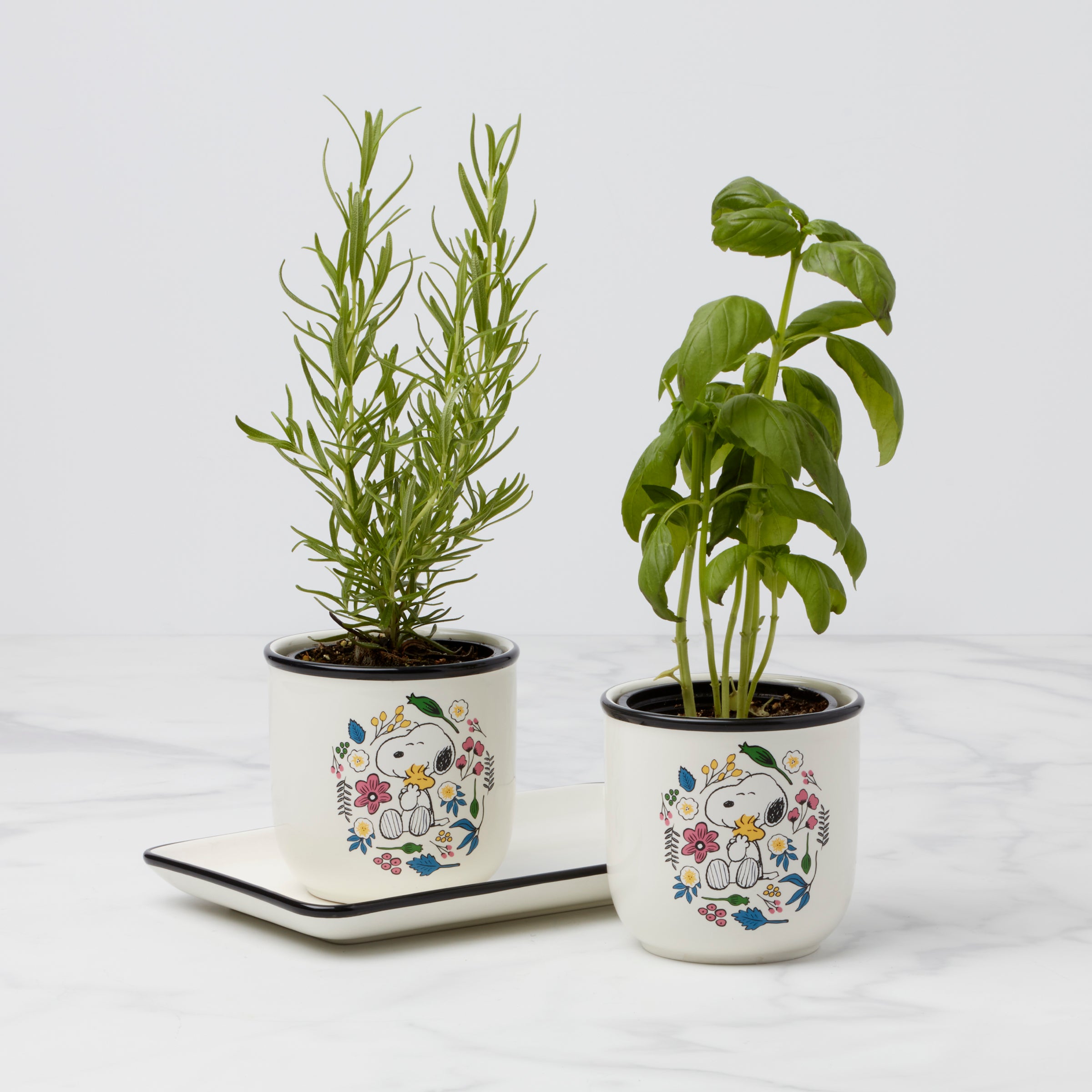 Chef Snoopy Herb Pots, Set Of 3 - Image 4